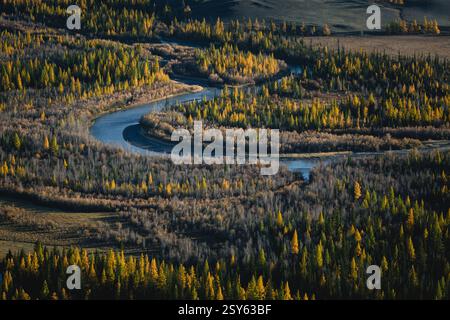 Ein Panoramablick auf den Fluss Katun, der sich durch einen goldenen Herbstwald in den Ausläufern der Republik Altai schlängelt. Stockfoto