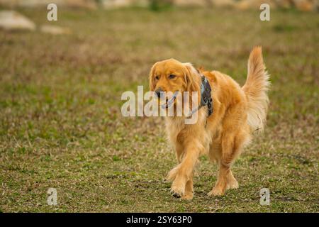 Ein niedlicher goldener Retriever, der mit einem Ball im Mund läuft Stockfoto