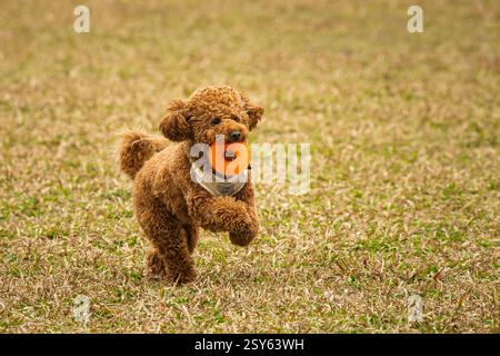 Miniatur-Pudel läuft glücklich mit einem Spielzeug Stockfoto
