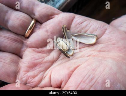 Nahaufnahme von Sonnenblumenkernen in der Hand eines Growers, USA, 2025 2025 Stockfoto