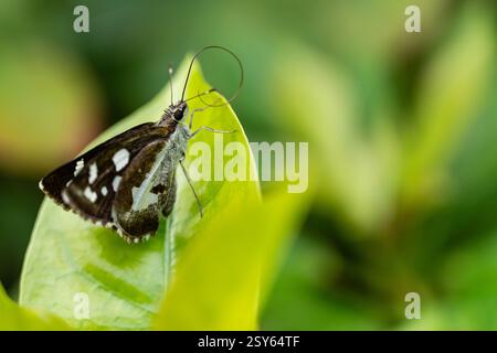 Silberfleckiger Skipper Schmetterling auf grünem Blatt, Nahaufnahme Makro Stockfoto