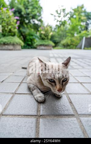 Bezaubernde Blauäugige Katze, die sich auf Steinfliesen im üppigen grünen Garten entspannt Stockfoto