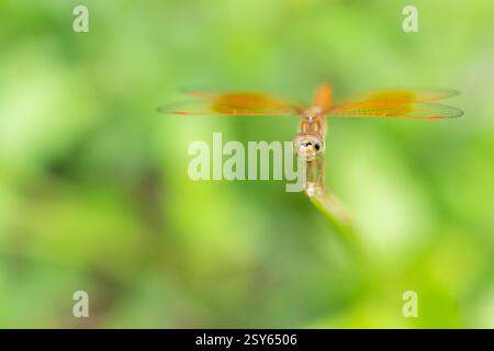Brachythemis kontaminata Libelle auf Twig, Nahaufnahme Makroaufnahme Stockfoto