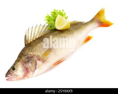 Frischer Fisch Zander auf weißem Hintergrund Stockfoto