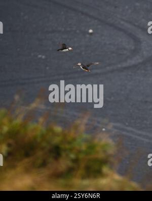 Zwei Atlantische Papageientaucher im Flug über den schwarzen Sandstrand in Dyrhólaey, Island Stockfoto