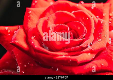 Makrofotografie roter Rosenblüten mit Regentropfen Stockfoto