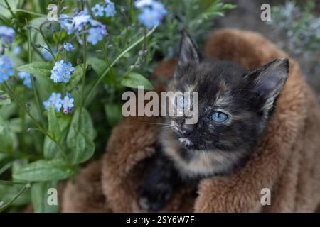 Braunes Kätzchen sitzt in einer weichen Decke in der Nähe eines Busches kleiner blauer Vergissmeinnnots. Schöne Postkarten, Harmonie der Natur. Lieblingstier auf einem Spaziergang. Cat Day Stockfoto