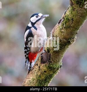 Buntspecht. Stockfoto