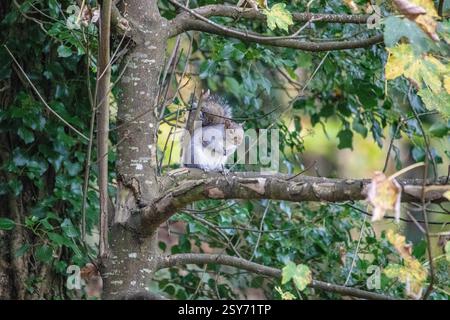 Graues Eichhörnchen auf einem Ast. Stockfoto