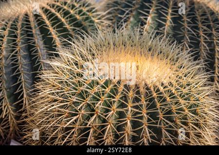Goldener Fasskaktus (Kroenleinia grusonii) Stockfoto