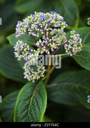 Blaues Immergrün Hortensie, Dichroa Febrifuga, Hydrangeaceae, westlichen Himalaya. Wichtige Kräuter in der traditionellen chinesischen Medizin. Stockfoto
