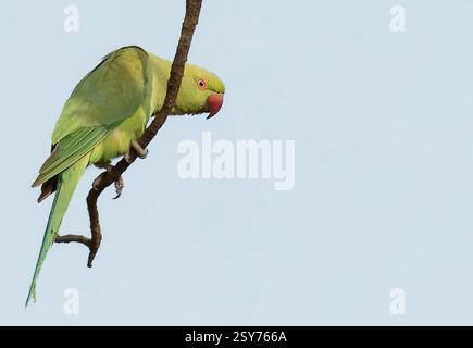 Rosensittich (Psittacula krameri, Weibchen) aus dem Panna-Nationalpark, Indien. Stockfoto