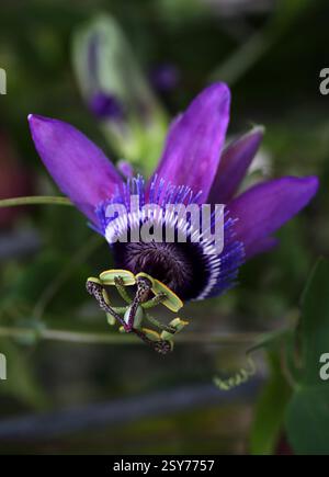 Violet Passion Fower, Passiflora x violacea, Passifloraceae. Hybrid aus Amerika. Passiflora x Violacea, die violette Passionsblume, ich Stockfoto