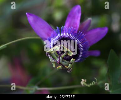 Violet Passion Fower, Passiflora x violacea, Passifloraceae. Hybrid aus Amerika. Passiflora x Violacea, die violette Passionsblume, ich Stockfoto