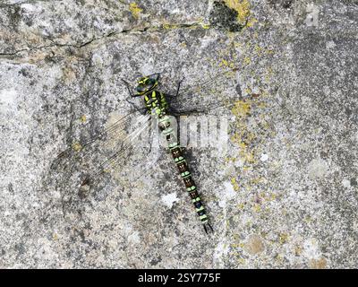 Southern Hawker Dragonfly (Aeshna cyanea) Weibchen auf Felsen, Herefordshire, England, August Stockfoto