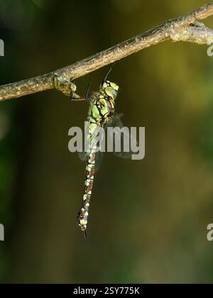 Southern Hawker Dragonfly (Aeshna cyanea) Weibchen, das auf einem kleinen Zweig thront, Herefordshire, England, August Stockfoto