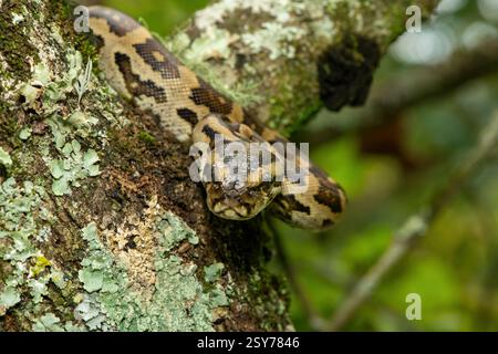 Eine wunderschöne Python aus dem südlichen Afrika (Python natalensis) in einem Baum, in freier Wildbahn Stockfoto