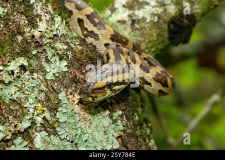 Eine wunderschöne Python aus dem südlichen Afrika (Python natalensis) in einem Baum, in freier Wildbahn Stockfoto