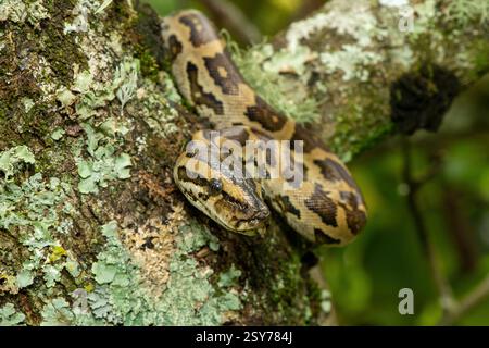 Eine wunderschöne Python aus dem südlichen Afrika (Python natalensis) in einem Baum, in freier Wildbahn Stockfoto