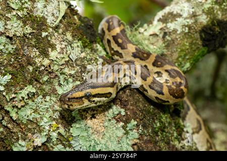 Eine wunderschöne Python aus dem südlichen Afrika (Python natalensis) in einem Baum, in freier Wildbahn Stockfoto