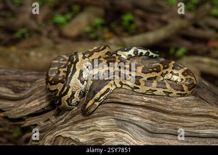 Eine wunderschöne Python aus dem südlichen Afrika (Python natalensis) in einem Baum, in freier Wildbahn Stockfoto