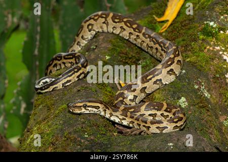 Eine wunderschöne Python aus dem südlichen Afrika (Python natalensis) in einem Baum, in freier Wildbahn Stockfoto