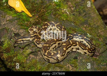 Eine wunderschöne Python aus dem südlichen Afrika (Python natalensis) in einem Baum, in freier Wildbahn Stockfoto