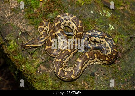 Eine wunderschöne Python aus dem südlichen Afrika (Python natalensis) in einem Baum, in freier Wildbahn Stockfoto