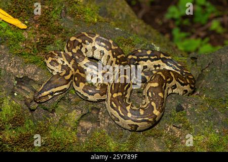 Eine wunderschöne Python aus dem südlichen Afrika (Python natalensis) in einem Baum, in freier Wildbahn Stockfoto