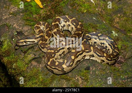 Eine wunderschöne Python aus dem südlichen Afrika (Python natalensis) in einem Baum, in freier Wildbahn Stockfoto