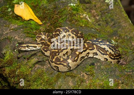 Eine wunderschöne Python aus dem südlichen Afrika (Python natalensis) in einem Baum, in freier Wildbahn Stockfoto