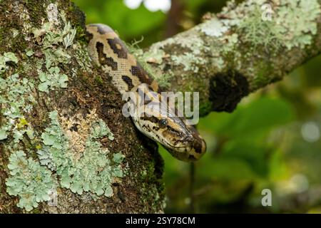 Eine wunderschöne Python aus dem südlichen Afrika (Python natalensis) in einem Baum, in freier Wildbahn Stockfoto