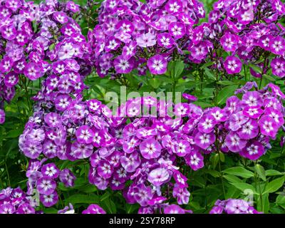 Blick von oben auf ein Blumenbeet mit einer Vielzahl von lila und weiß blühenden Flammenblumen, Phlox Stockfoto