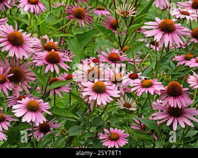 Blick auf ein Blumenbeet mit einer Vielzahl von Blütenständen des purpurnen Koneflors, Echinacea purpurea Stockfoto