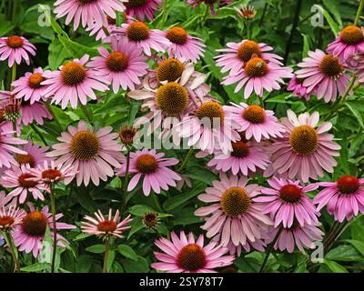 Blick auf ein Blumenbeet mit einer Vielzahl von Blütenständen des purpurnen Koneflors, Echinacea purpurea Stockfoto