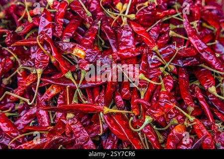 Nahaufnahme eines großen Haufen roter Chilischoten, scharfe Würze, heiße Gewürze, traditionelle Ernährung von Sri Lanka, Asien Stockfoto
