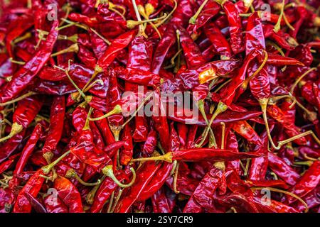Nahaufnahme eines großen Haufen roter Chilischoten, scharfe Würze, heiße Gewürze, traditionelle Ernährung von Sri Lanka, Asien Stockfoto