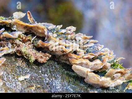 Ein Haufen truthahnschwanz wächst in einem natürlichen Lebensraum (Trametes versicolor), auf einem Baumstamm in den Wald Stockfoto