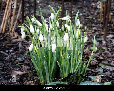Ein gut etablierter Klumpen des einzelnen blühenden Schneeglöckchens Galanthus nivalis „Viridapice“, der in einer Waldgrenze wächst Stockfoto