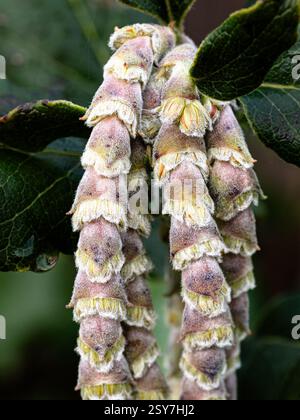 Eine Nahaufnahme der Spitze einer Gruppe männlicher Garrya elliptica 'James Roof' Catkins Stockfoto