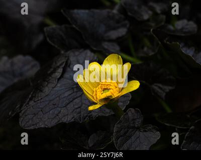 Eine einzelne hellgelbe Blume im Kontrast zum dunklen Schokoladenlaub von Ranunkulus Ficaria „Brazen Hussy“ Stockfoto
