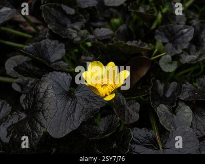 Eine einzelne hellgelbe Blume im Kontrast zum dunklen Schokoladenlaub von Ranunkulus Ficaria „Brazen Hussy“ Stockfoto