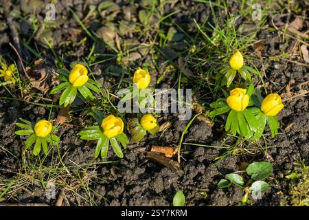 Blühender gelber Winterling (Eranthis hyemalis) Stockfoto