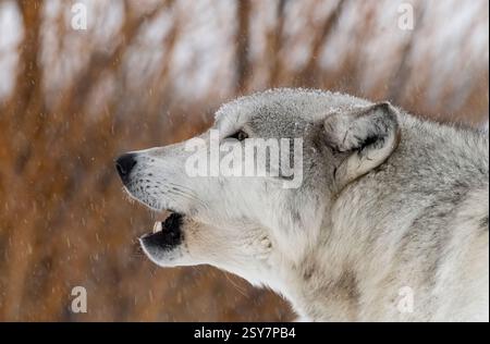 Wolf heulen; Winter; Montana Stockfoto