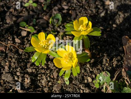 Blühender gelber Winterling Eranthis hyemalis *** blühender gelber Winteraconit Eranthis hyemalis Stockfoto