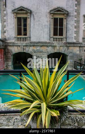 Yucca Pflanze in einem Topf in der Nähe eines alten Gebäudes. Stockfoto