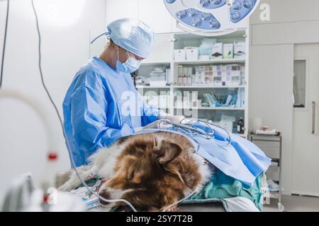 VET-Frau näht die Operationswunde eines Hundes unter Narkose nach Operation in einer Tierklinik. Veterinärmedizinisches Konzept. Stockfoto
