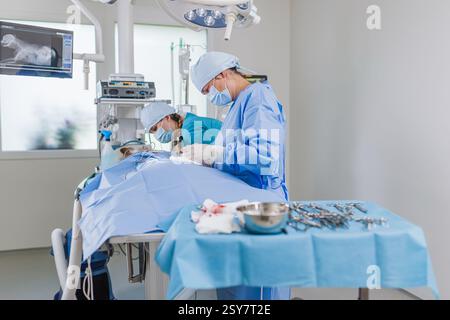 Zwei tierärztliche Fachkräfte, ein Tierarzt und ein Techniker während der Tierchirurgie in einem Operationssaal einer Klinik. Stockfoto