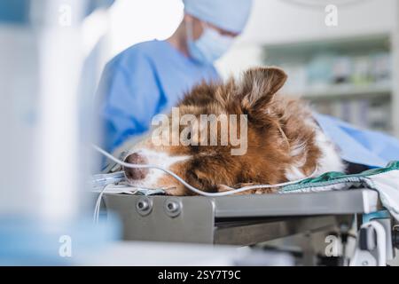Tierarzt näht den Hund unter Narkose nach operativer Operation in einer Tierklinik. Veterinärchirurgisches Konzept. Stockfoto