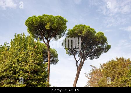 Baumspitzen vor blauem Himmel Stockfoto
